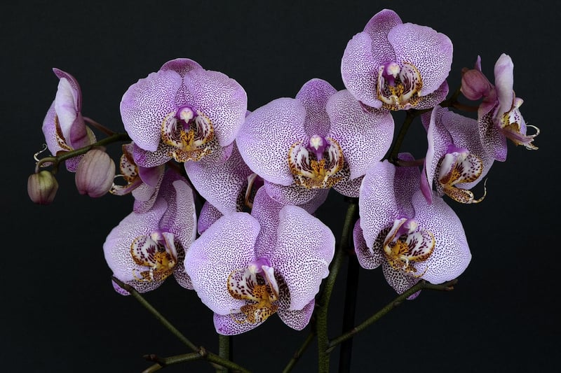 Exotic Flowers