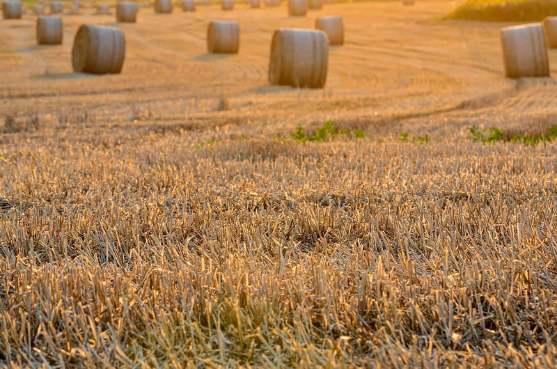 Philosopher's Harvest