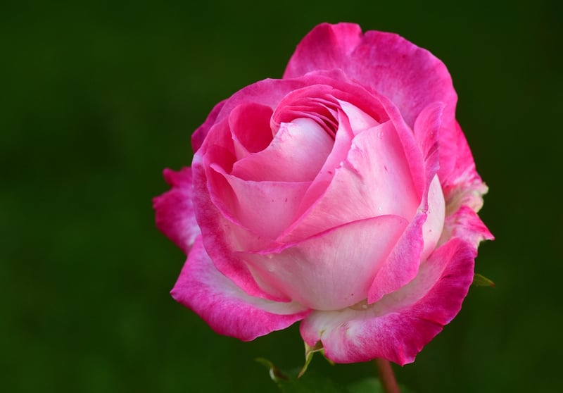 Botanical Power